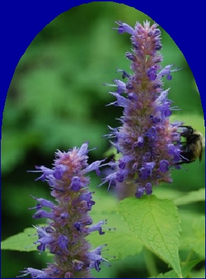 Ormus Minerals Hyssop