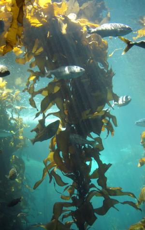 Kelp Benefits